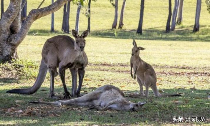 袋鼠的Y形阴茎可同时交配两次么?从生物构造,揭示雄*交性**配策略