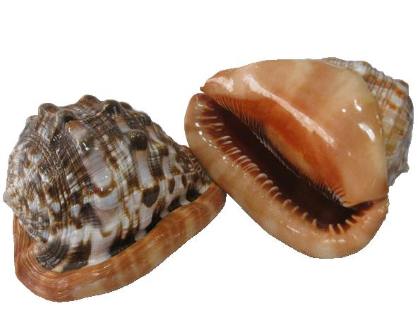 贝壳手工珠宝首饰,贝壳珠宝有哪些