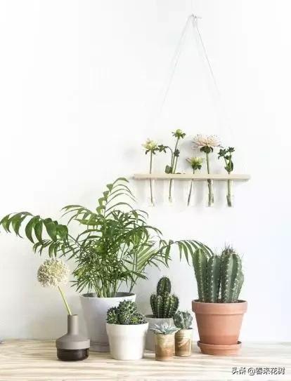 花盆里的杂草到底要不要拔,花盆里的杂草应当拔掉还是剪掉