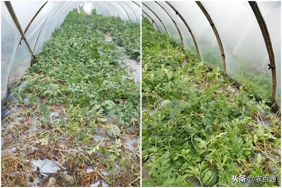 西瓜下雨之前打什么药防治病害,西瓜幼苗病害的各种症状图片