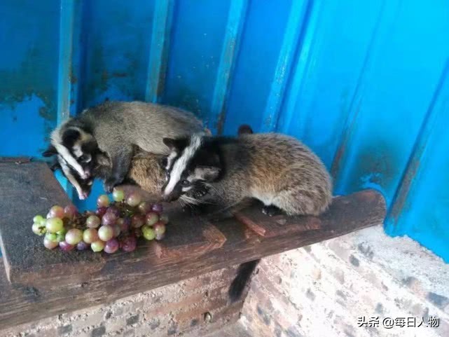 被判“死缓”的特种养殖:陷入困局的致富产业和千万从业者