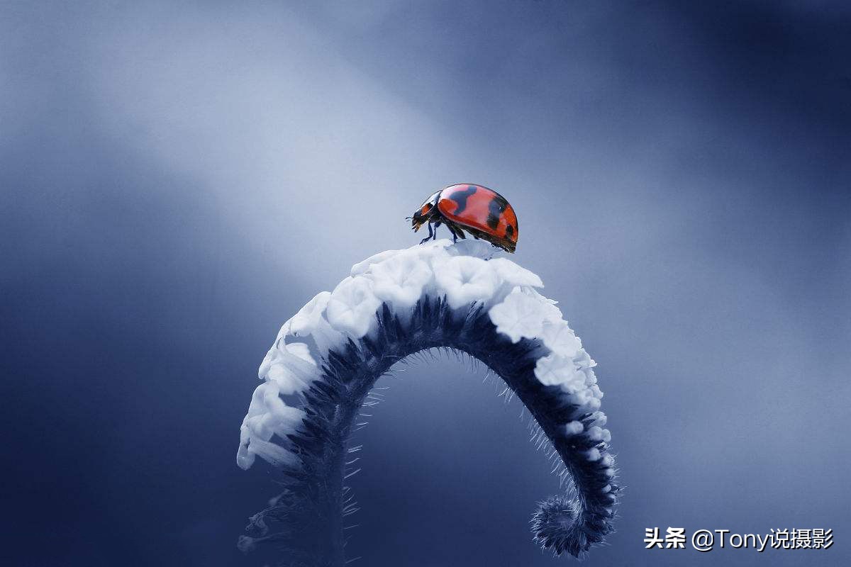 vivo手机微距拍摄技巧,手机微距拍摄技巧视频教程