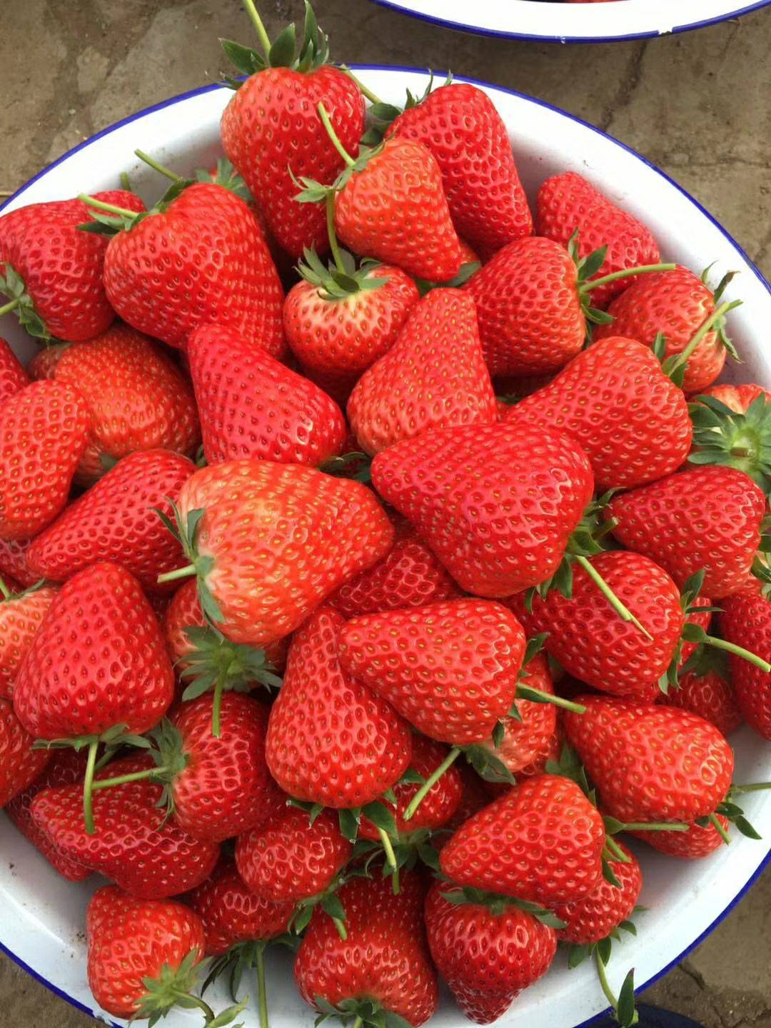 丹东99草莓和马家岗草莓哪个好,丹东草莓和马家岗草莓