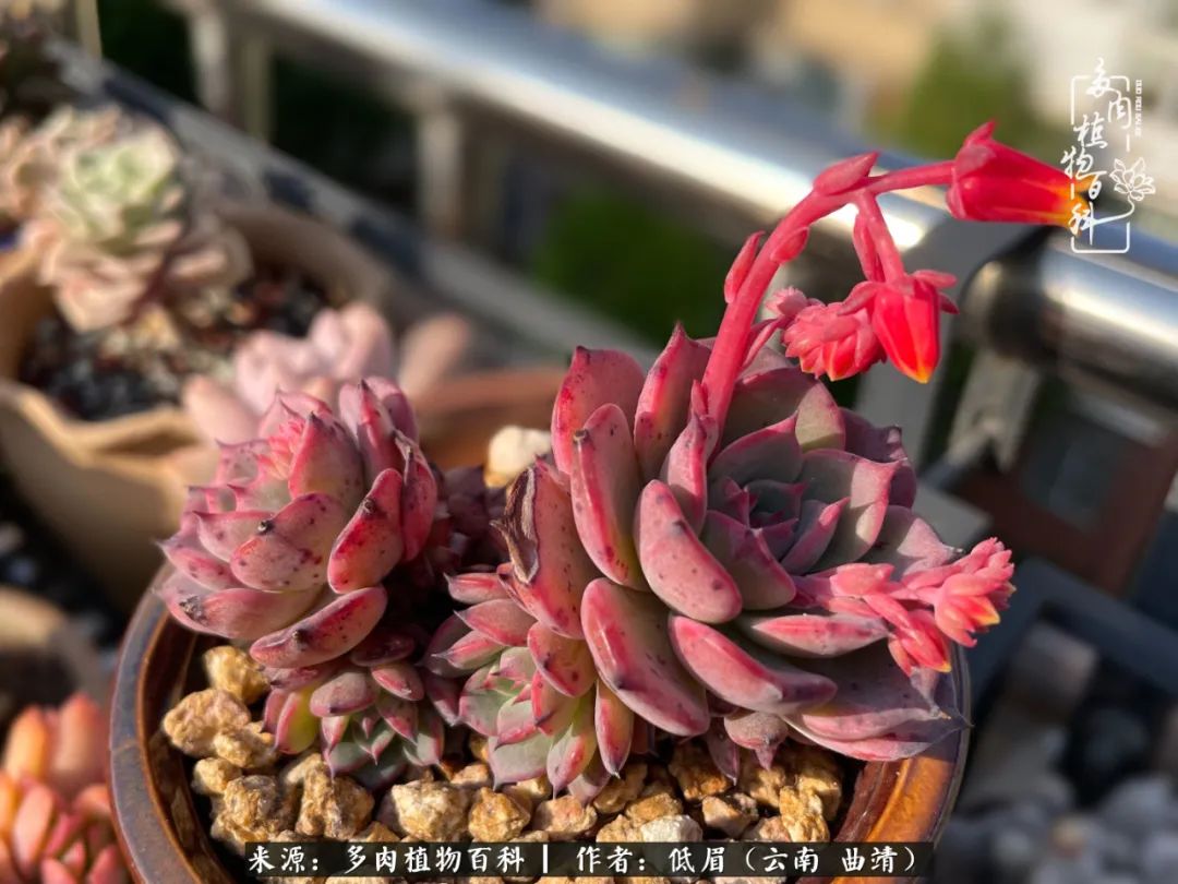 怎么在多肉植物百科投稿,怎样向多肉植物百科投稿