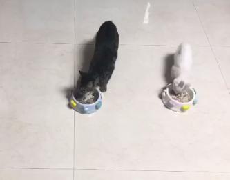 流浪猫被好心人收养后变成粘人,救助小猫被粘鼠板粘住扔到垃圾桶