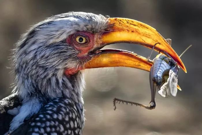 国家地理摄影大赛作品,2018年国家地理优秀作品欣赏