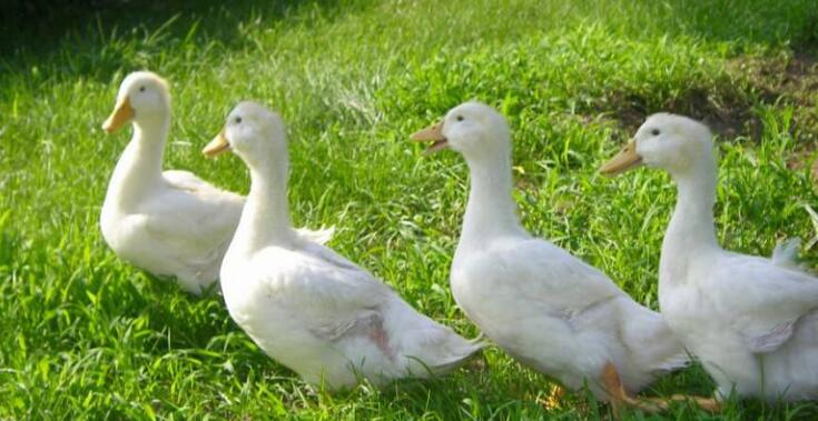 鸭子掉毛的原因用什么药,鸭子背上掉毛是什么病