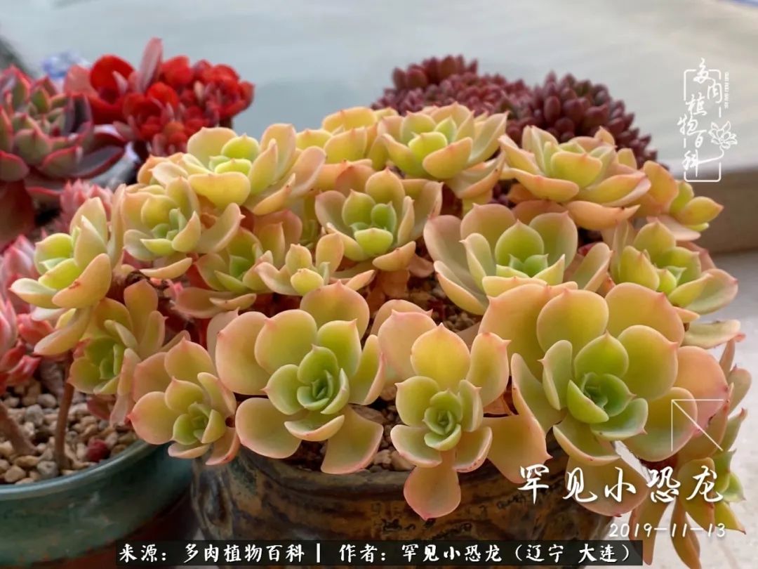 颗粒土除了种多肉还可以种什么,想养动物该怎么养