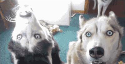 如何运用“凡学”晒娃？