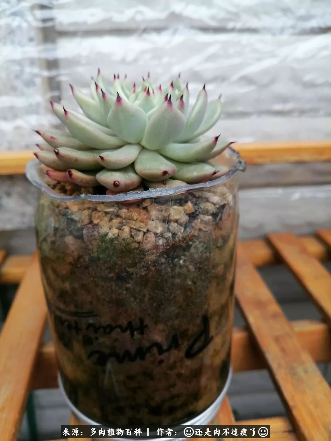 日照弘一法师,日照法师请师父