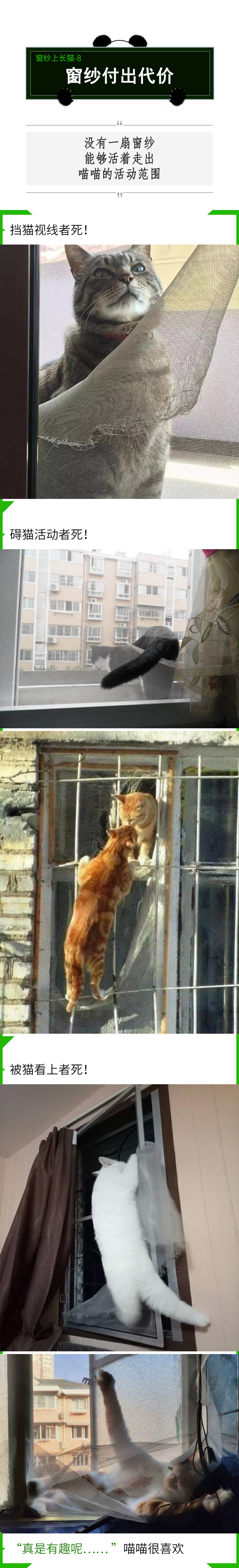 拥有窗纱的家庭，窗户上容易滋生“猫猫壁虎”？