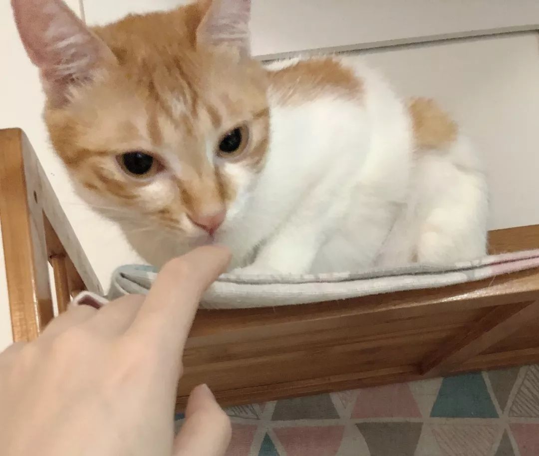 猫鼻支是怎么诊断的，又该怎么办呢？|猫鼻支治疗方法一览