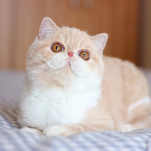 什么猫咪最好养而且又粘人新手,性格活泼开朗粘人的猫咪有哪些