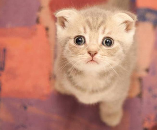 刚到家的猫咪挠门,刚到家的小猫挠我用打疫苗吗