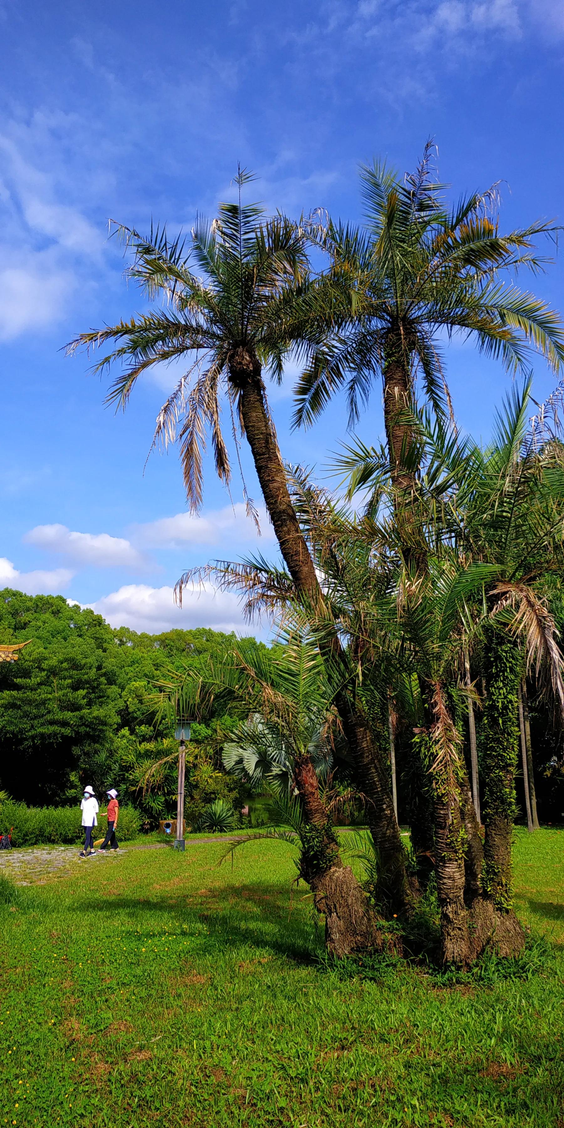 手机摄影手册圈友作品选第7期,手机摄影手册圈友作品选第6期