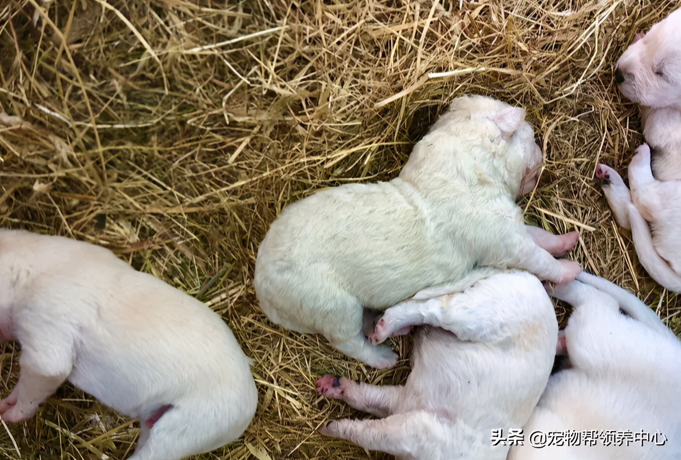 幼犬绿色稀的便便什么原因,幼犬出生1个月毛为什么会变色