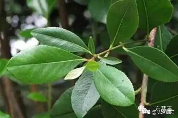 市面上的冬虫夏草多数都是假的,市面上有很多冬虫夏草