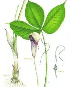 玉米地里的杂草是什么,玉米田间杂草有多少种