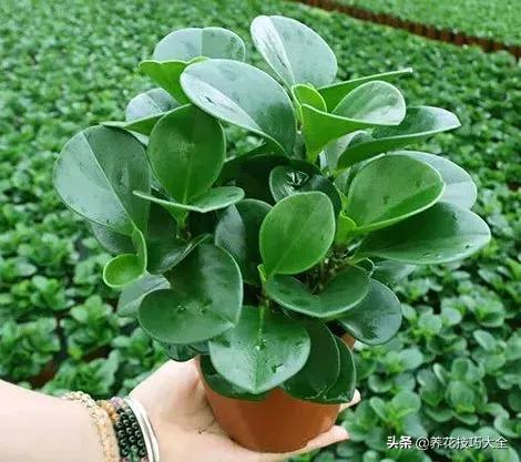 怎样养碧玉叶子又黑又亮又绿,豆瓣碧玉怎么养才能开花