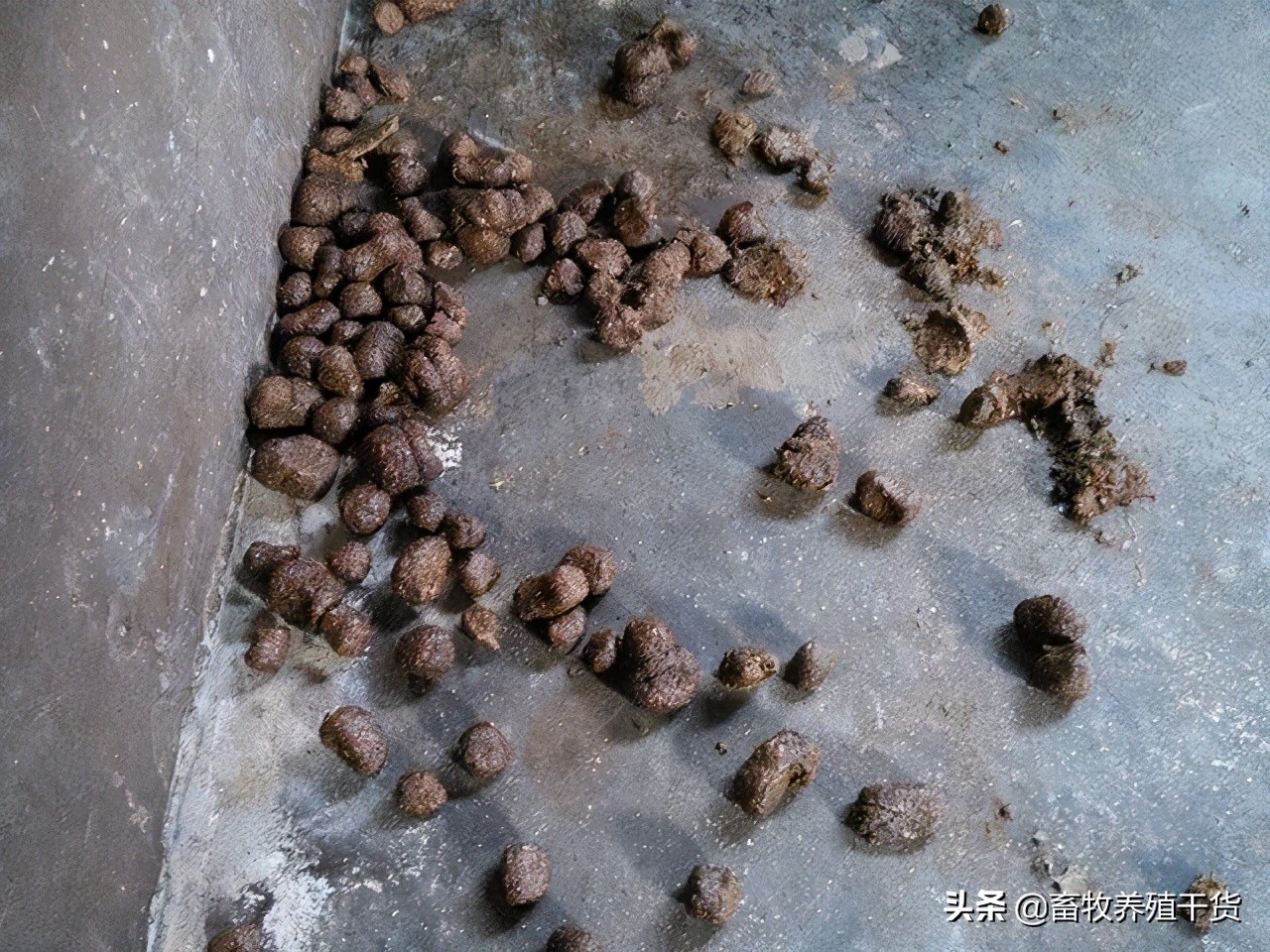 猪便秘最快通便的方法,如何预防猪便秘