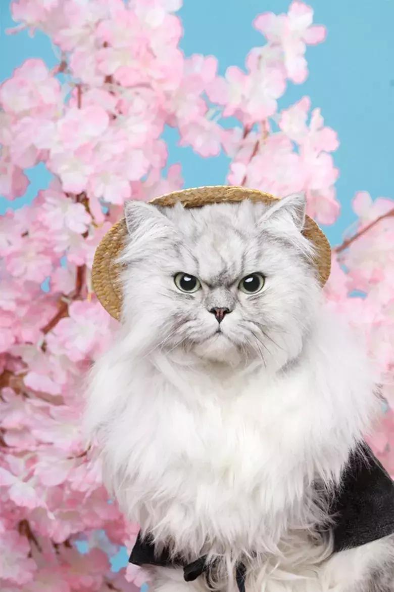 行走的蒲公英猫咪照片,行走的蒲公英猫品种