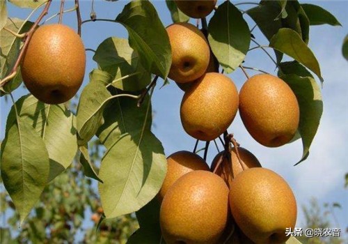 农业种植什么项目最有前景,农业种植有哪些好项目