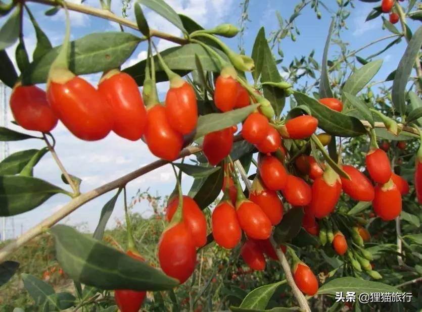 新疆的精河县,新疆精河枸杞乌鲁木齐