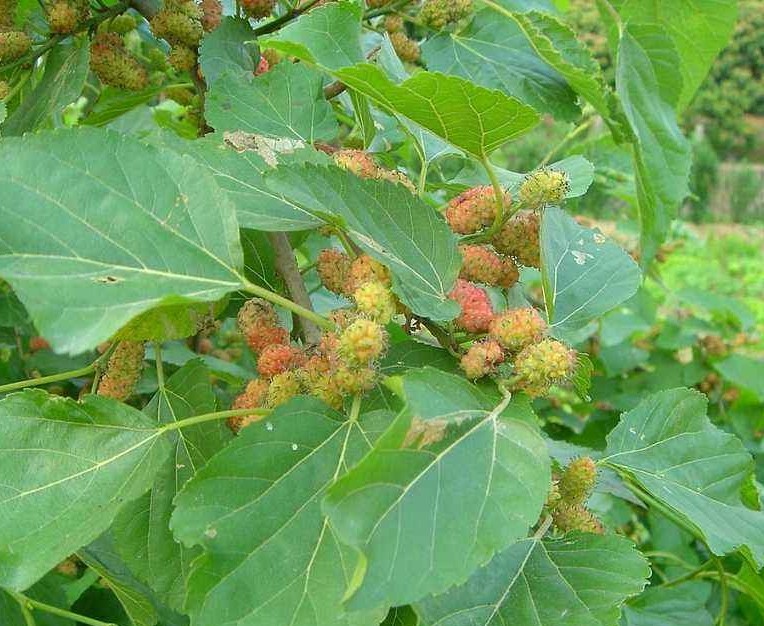 25首意境绝美的诗词一见倾心,表达向往美好生活的古诗