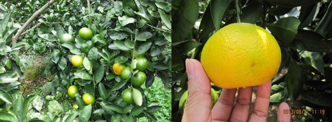 防果实蝇最有效又实用的方法,果实蝇爆发期怎么办