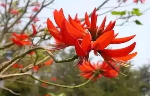 河南城市的市花有哪些花,全国56市市花图片