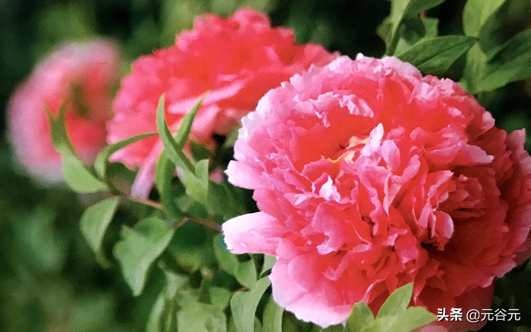 谷雨三朝看牡丹全文,谷雨三朝看牡丹故事