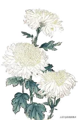 问问你的父母，这样的银龄生活喜欢吗？