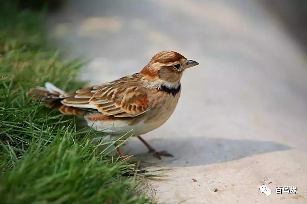 百灵鸟落性怎么解决,百灵鸟反生原因