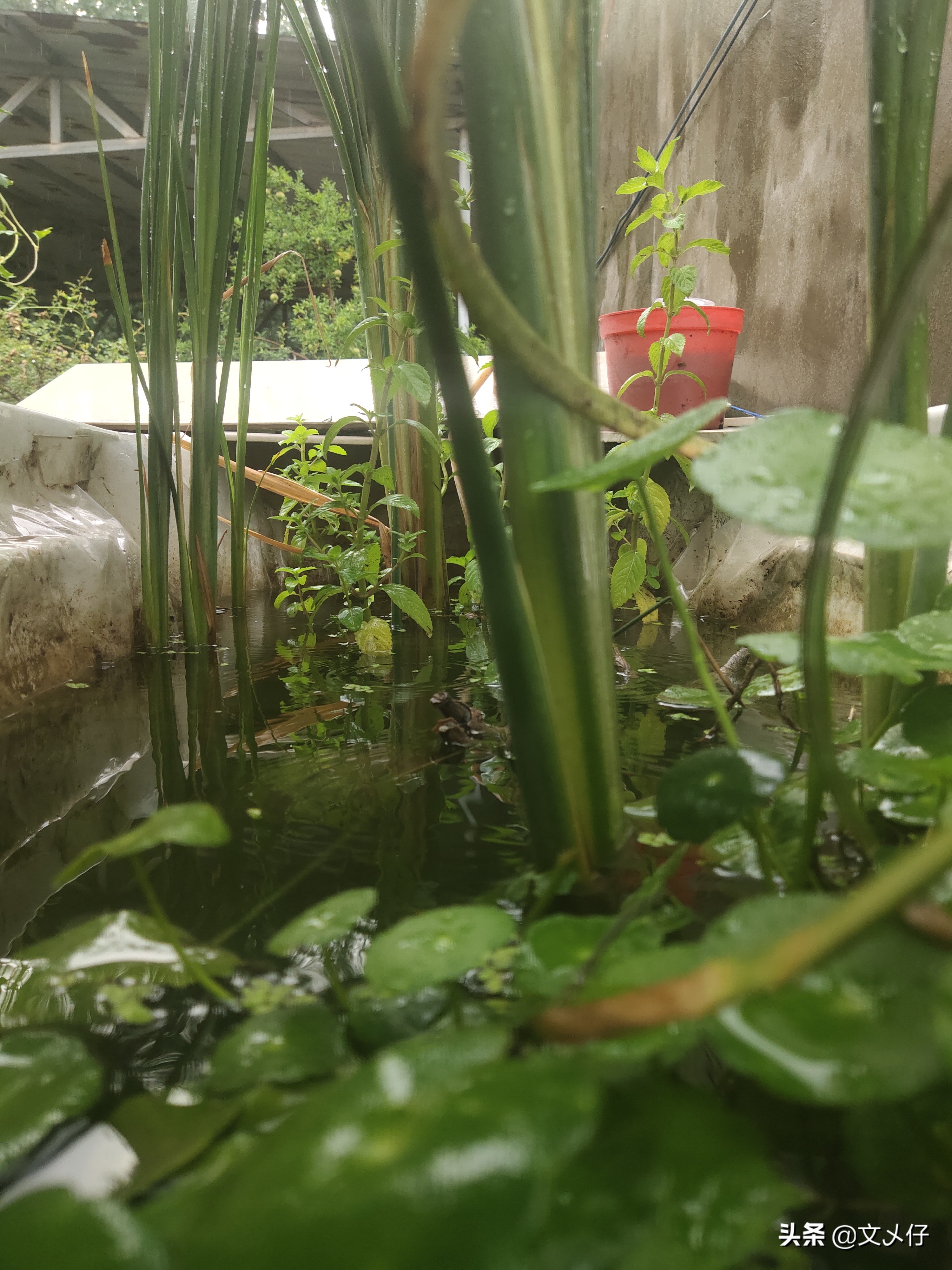 泥水养龟怎么保持水不浑,泥水养龟底泥臭没事吧