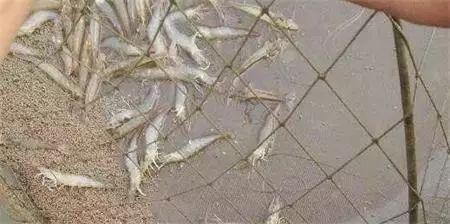 南美白对虾肠道细吃料慢,南美白对虾生长缓慢怎么解决