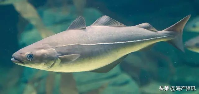 真鳕鱼科普,真鳕银鳕黑鳕鱼