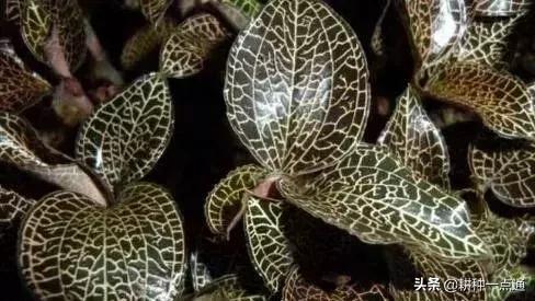 种植金线莲药材致富,金线莲种植可以赚钱吗