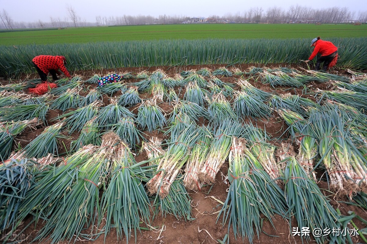 怎么才能种好大葱,怎样种植的大葱才能长得快