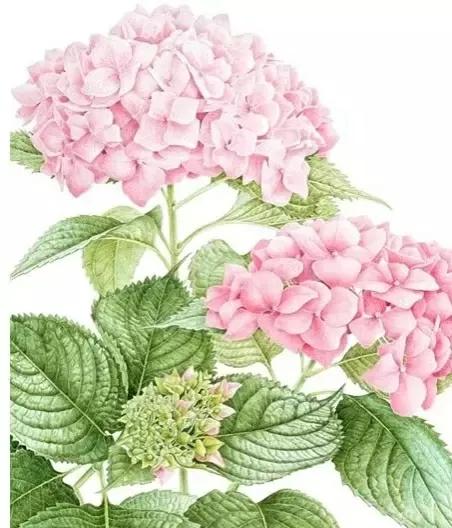 女人如水妻子越柔越旺夫旺家,女人温柔如水才能旺家