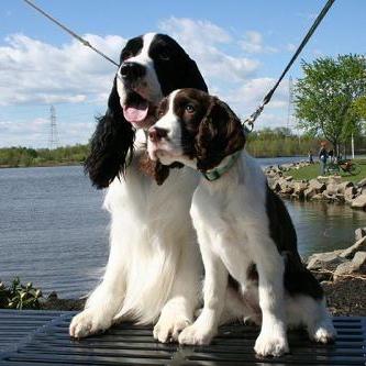 世界上一百种狗的图片,世界十种名贵狗