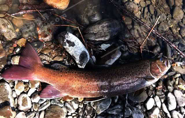 俄罗斯人是怎么钓鱼的,俄罗斯人钓鱼攻略