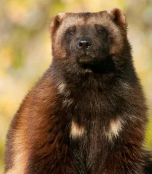 随笔贝加尔湖畔,贝加尔湖旅游随笔