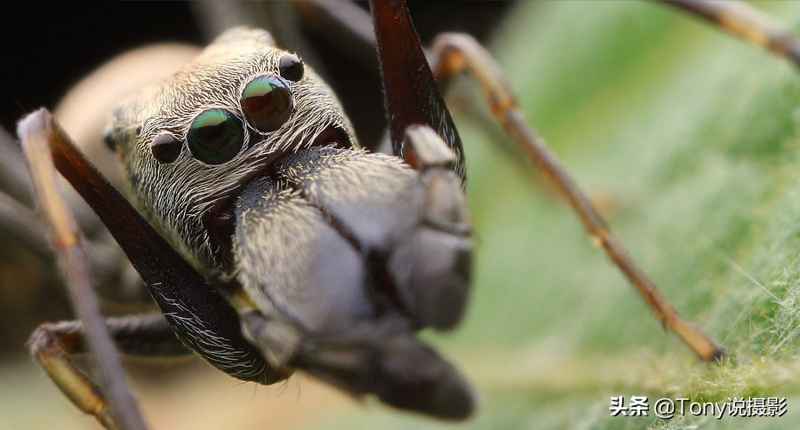 vivo手机微距拍摄技巧,手机微距拍摄技巧视频教程