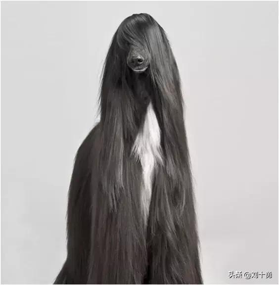 罕见动物60种大开眼界,十种罕见动物