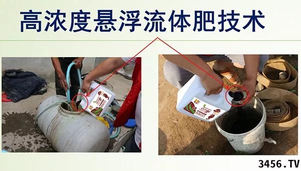 大姜的高产种植技术指导视频,大姜高产标准化种植技术