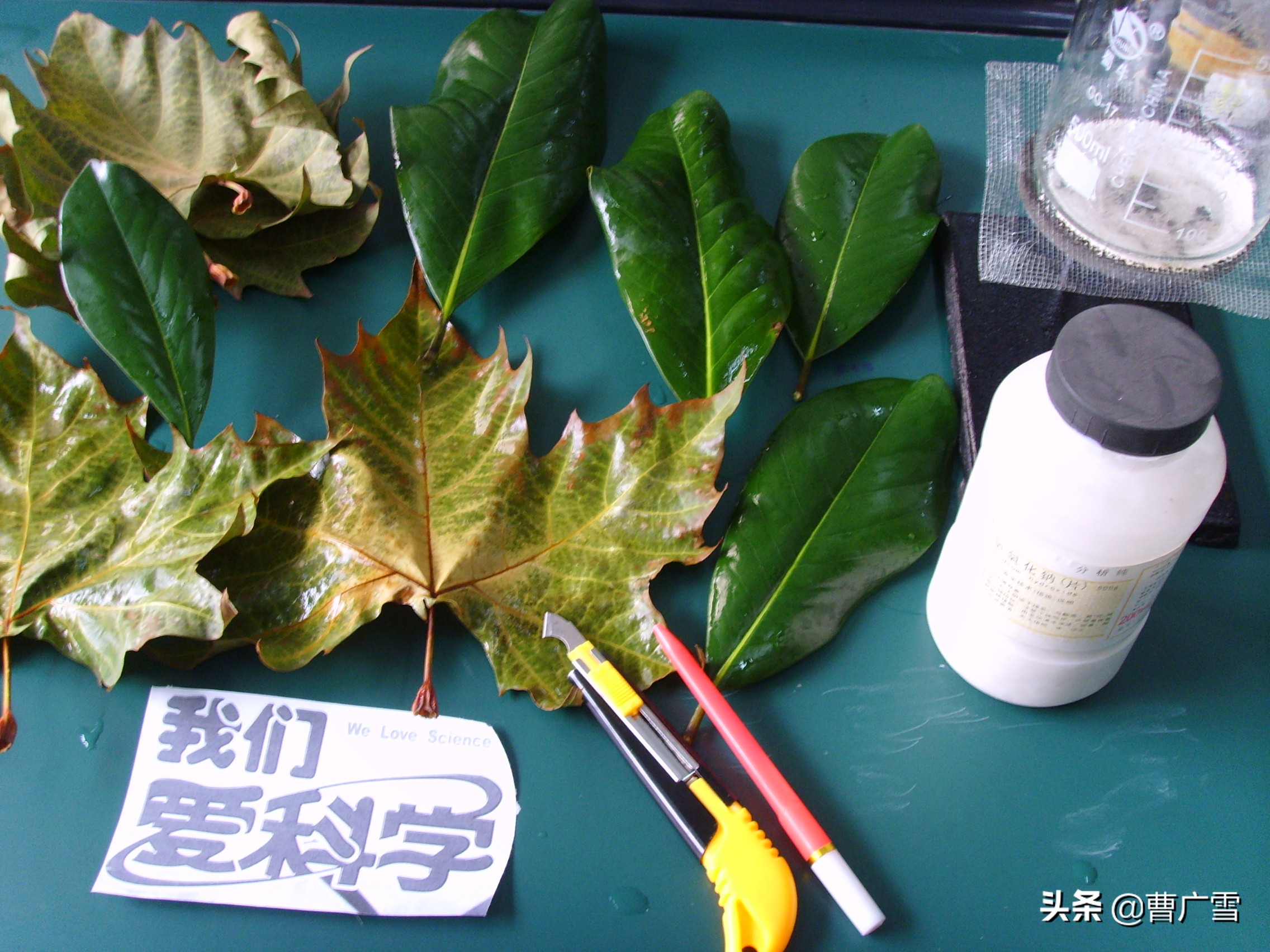 叶脉造型创意画幼儿作品,孩子喜欢的儿童创意画教程6-7岁