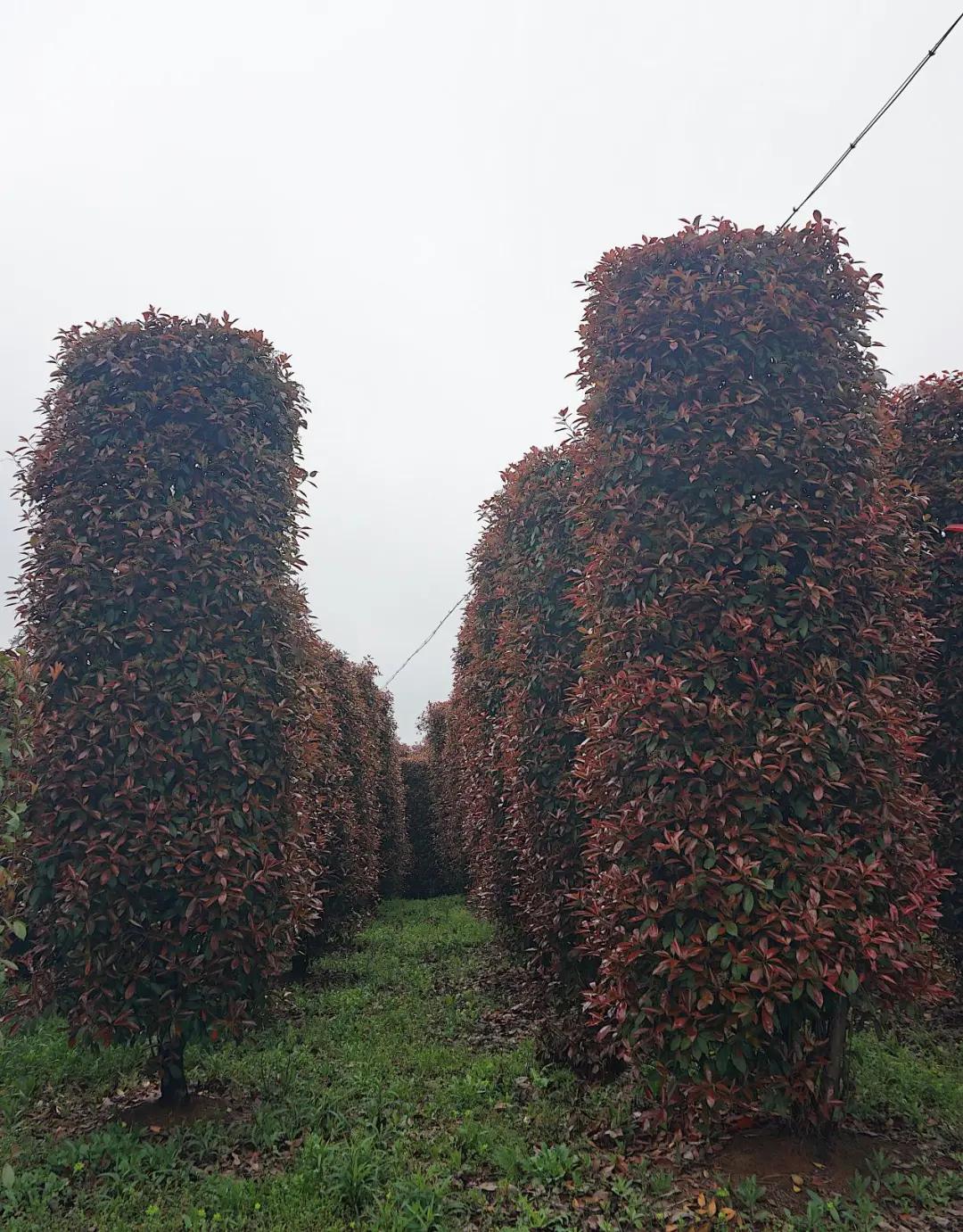 这名音乐老师种的红叶石楠，一棵卖了20000元