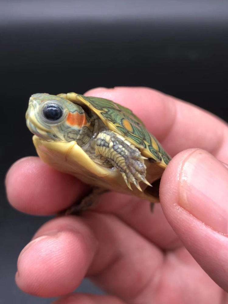 怎么养巴西龟最省钱图片,刚入手一小只巴西龟怎么养