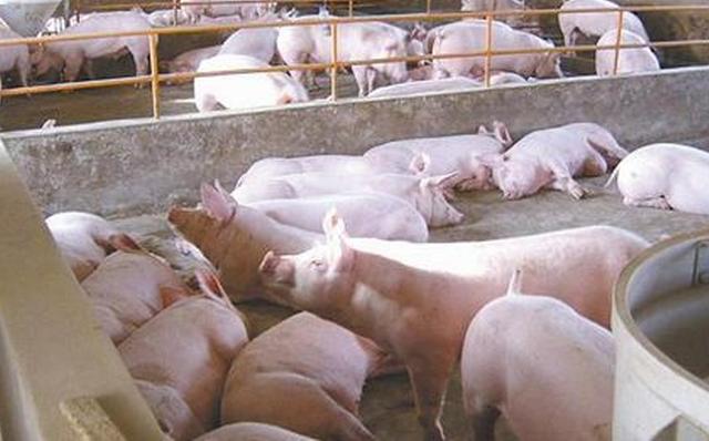 养猪真的很难吗,养猪难不难的问题