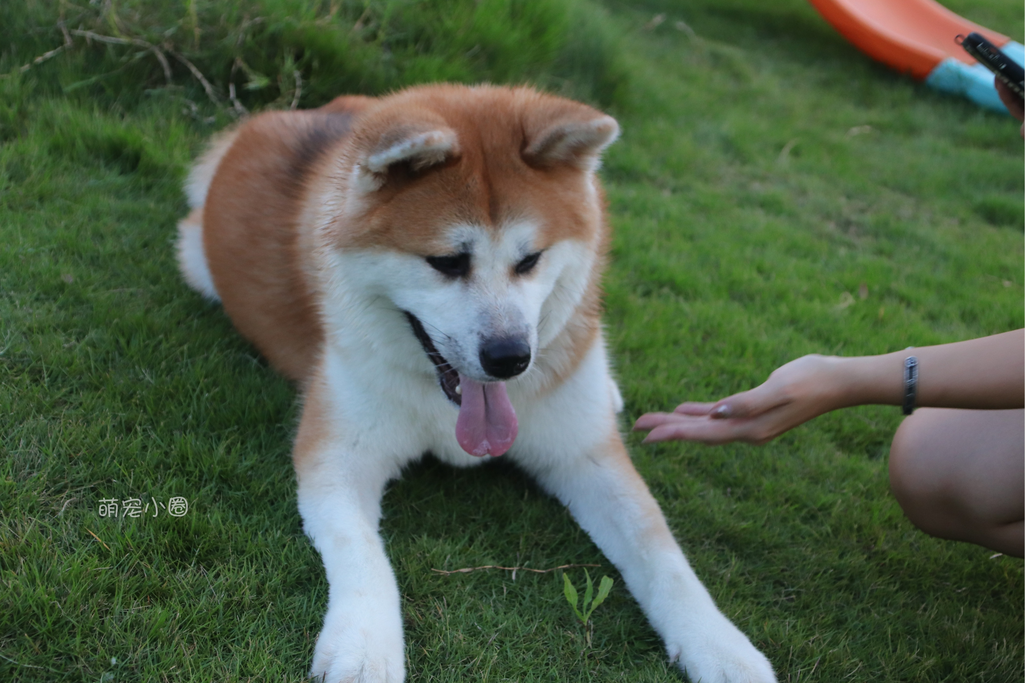 狗狗会害怕这8件事你知道吗,狗狗突然很害怕主人就生病了